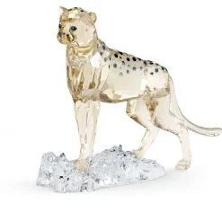 Elegance of Africa SCS Cheetah Baby Jabari
